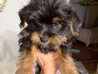 Mixed Breed dogs Mixed Breed Puppy 2 - Ad 20