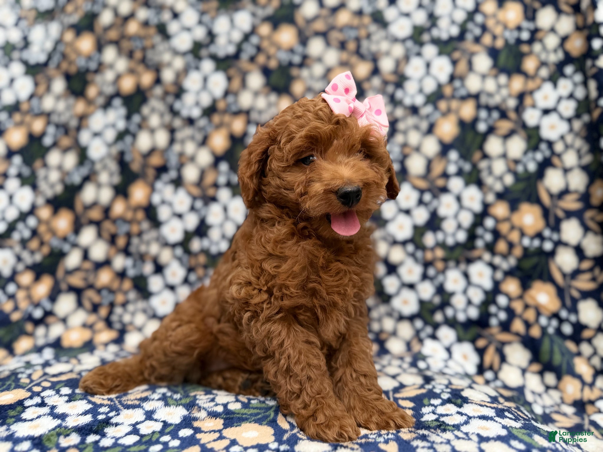 Cockapoo dogs Rain - Ad 12