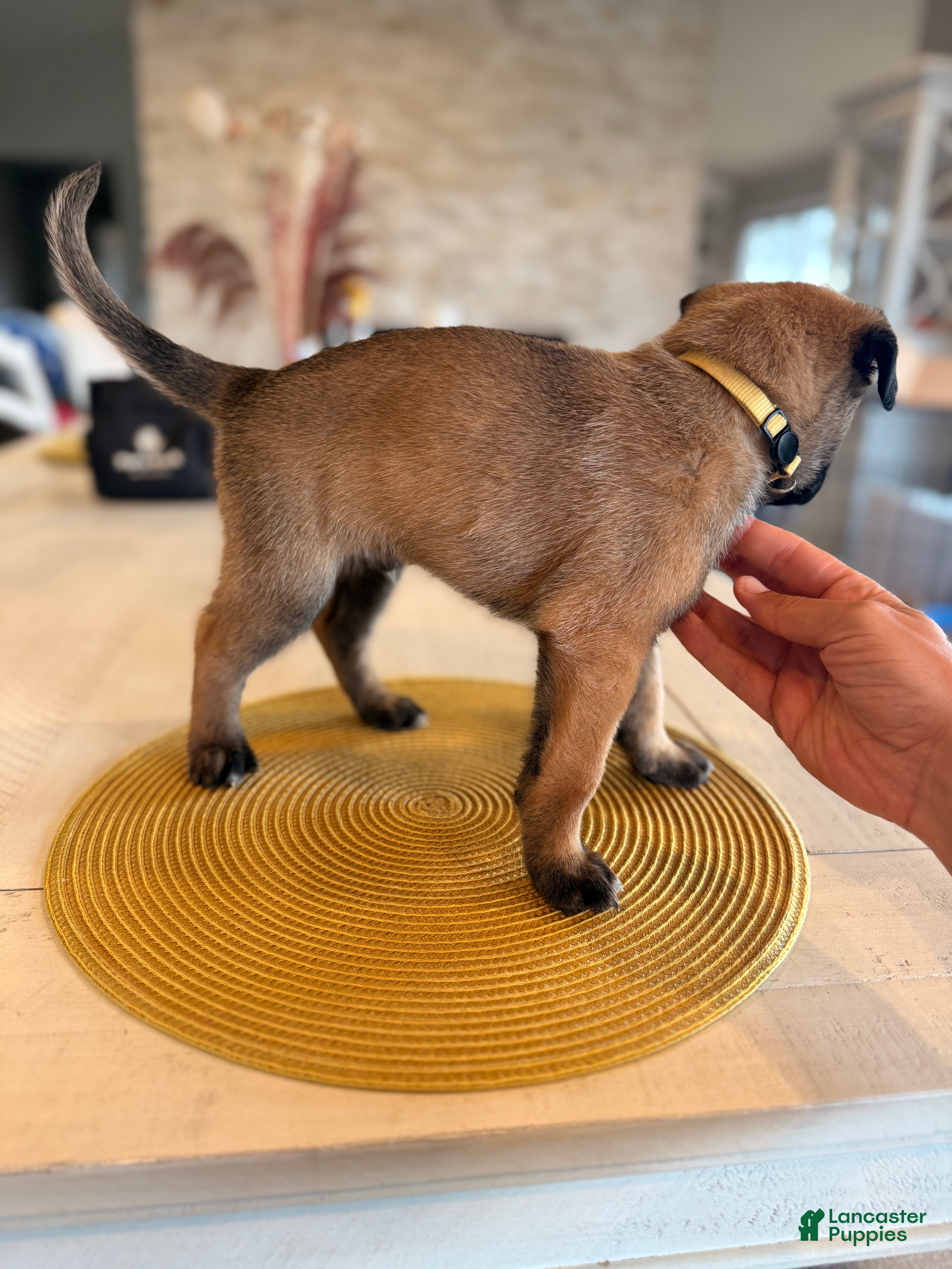 Belgian Malinois dogs Vincent Vega - Ad 2