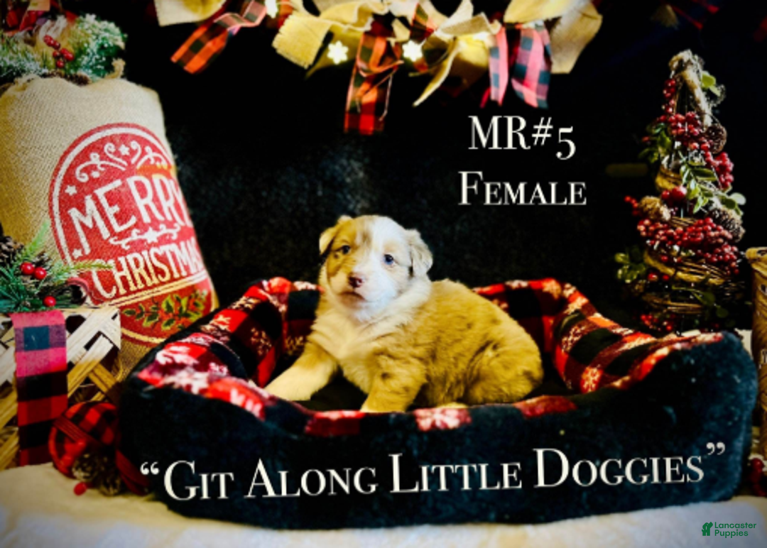 Australian Shepherd dogs for sale: MR#5 - Ad 4