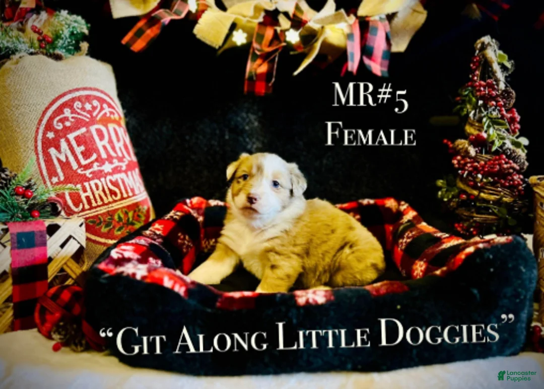 Australian Shepherd dogs for sale: MR#5 - Ad 4