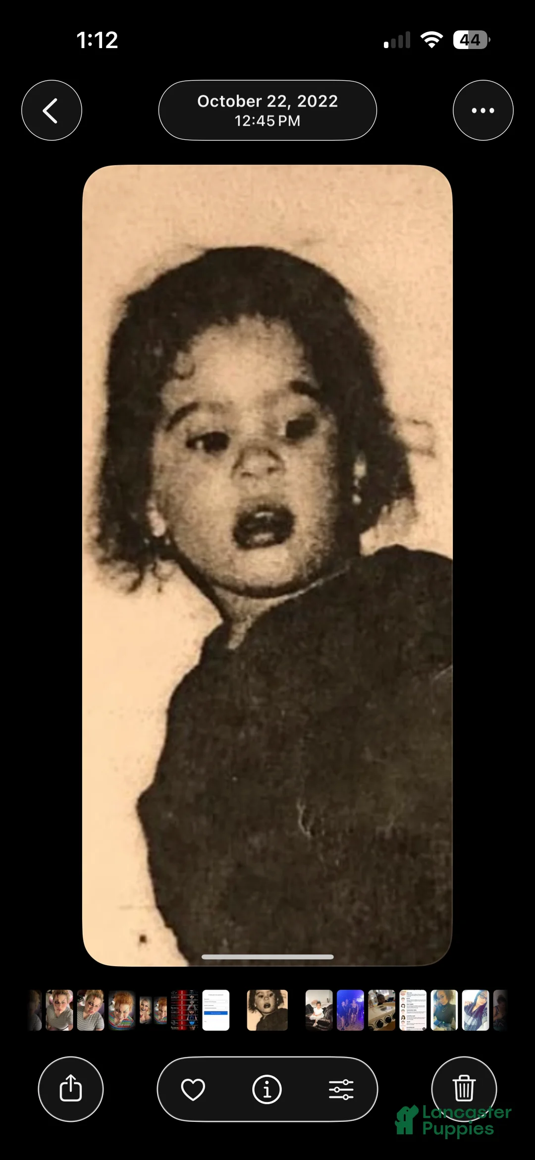 Miniature Australian Shepherd dogs for sale: Miniature Australian Shepherd Puppy 2 - Ad 11