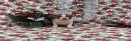 Boston Terrier dogs for sale: Allie - Ad 1