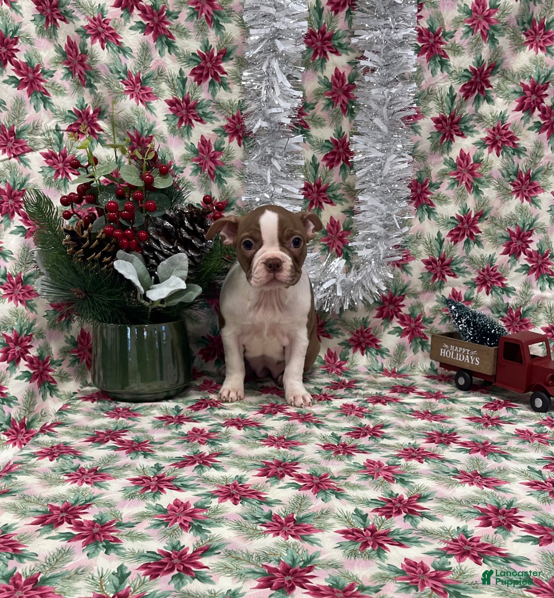 Boston Terrier dogs for sale: Allie - Ad 1