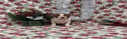 Boston Terrier dogs for sale: Allie - Ad 1