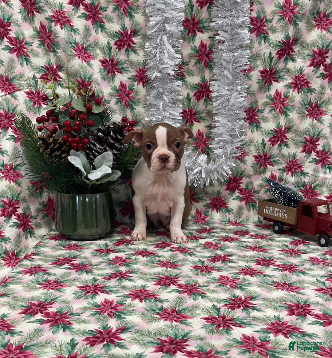 Boston Terrier dogs for sale: Allie - Ad 1