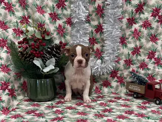 Boston Terrier dogs Allie - Ad 23