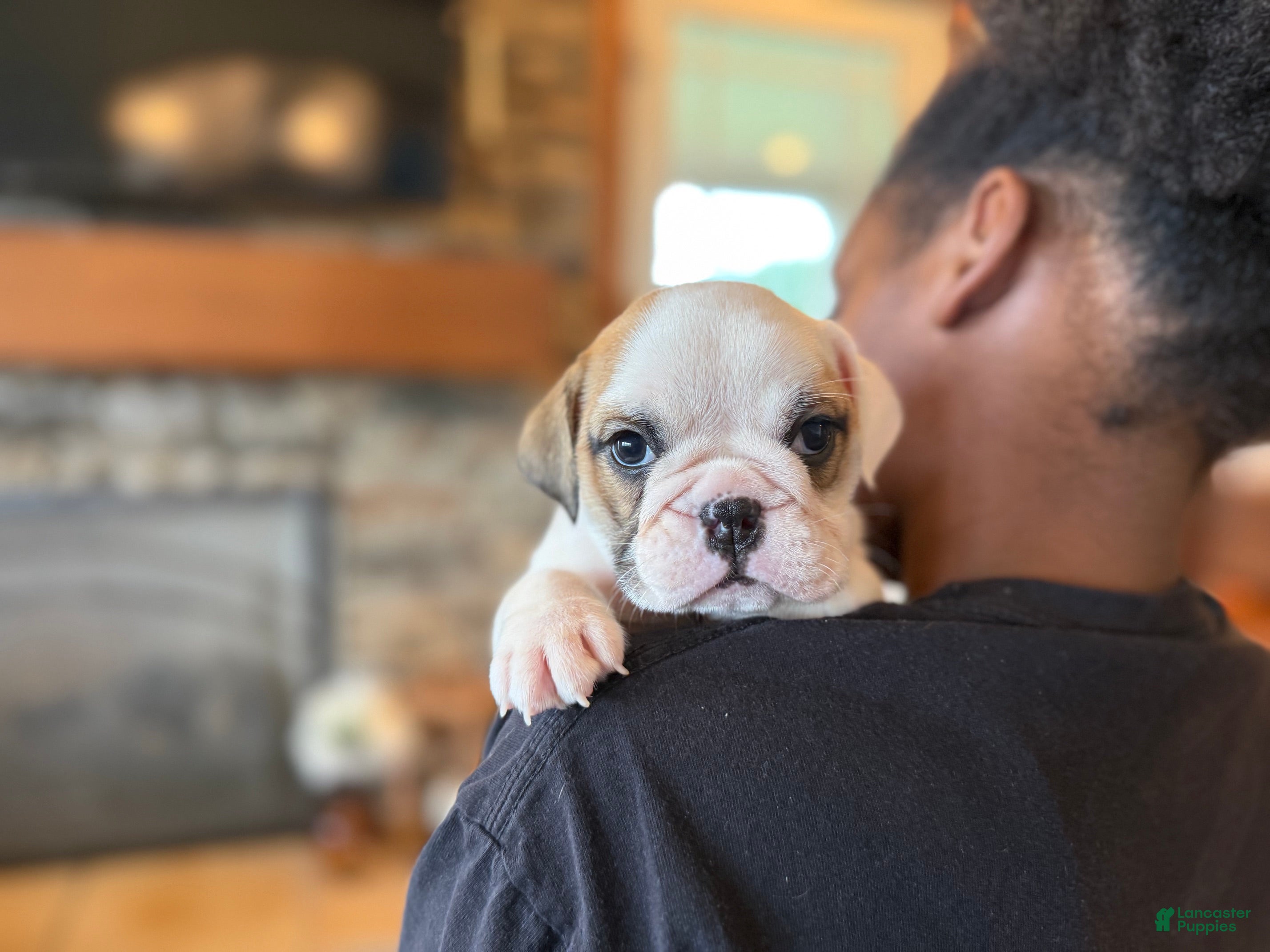 English Bulldog dogs Fiona - Ad 2