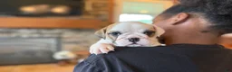 English Bulldog dogs for sale: Fiona - Ad 3