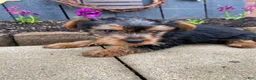 Yorkshire Terrier dogs for sale: Timmy - Ad 3