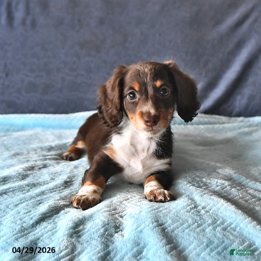 Miniature Dachshund dogs for sale: Rocky - Ad 2