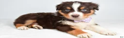 Australian Shepherd dogs for sale: Balia  - Ad 5