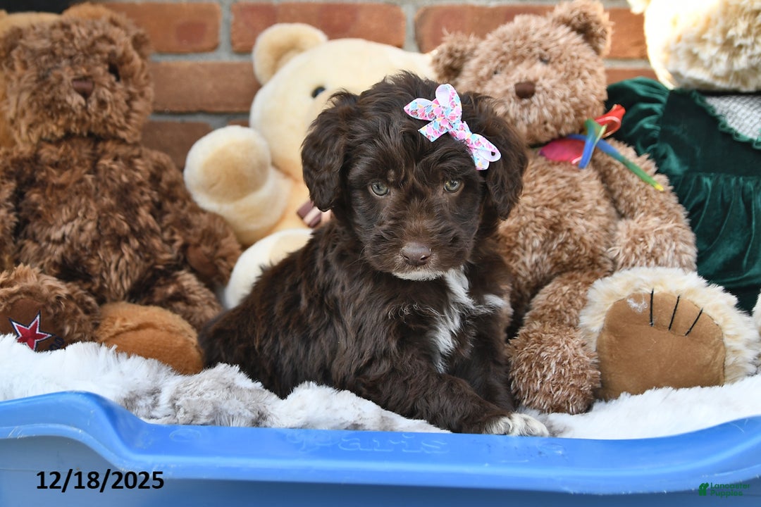 Aussiedoodle dogs for sale: Cherry - Ad 3