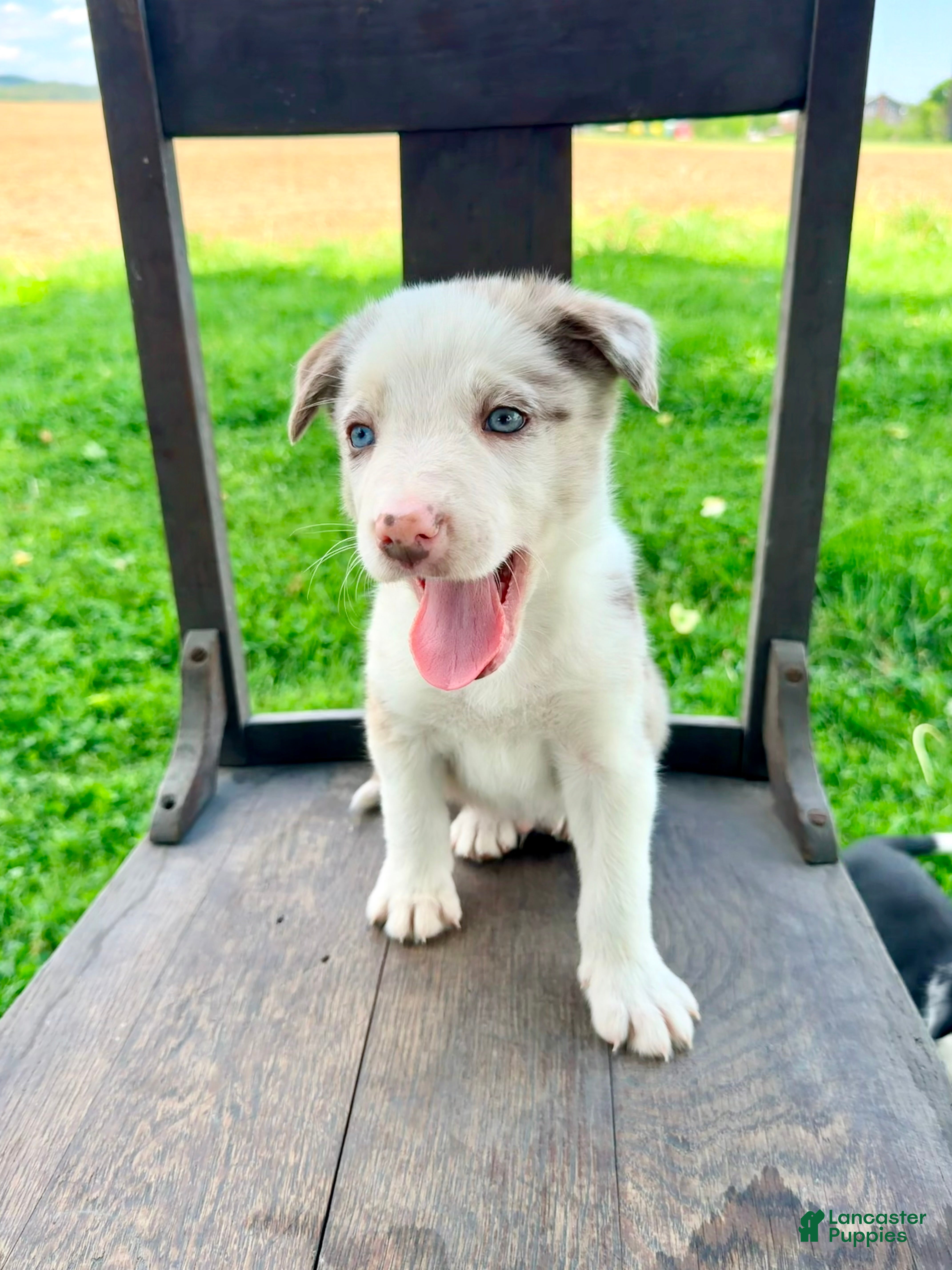 Border Collie dogs Archie - Ad 2