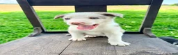 Border Collie dogs for sale: Archie - Ad 2