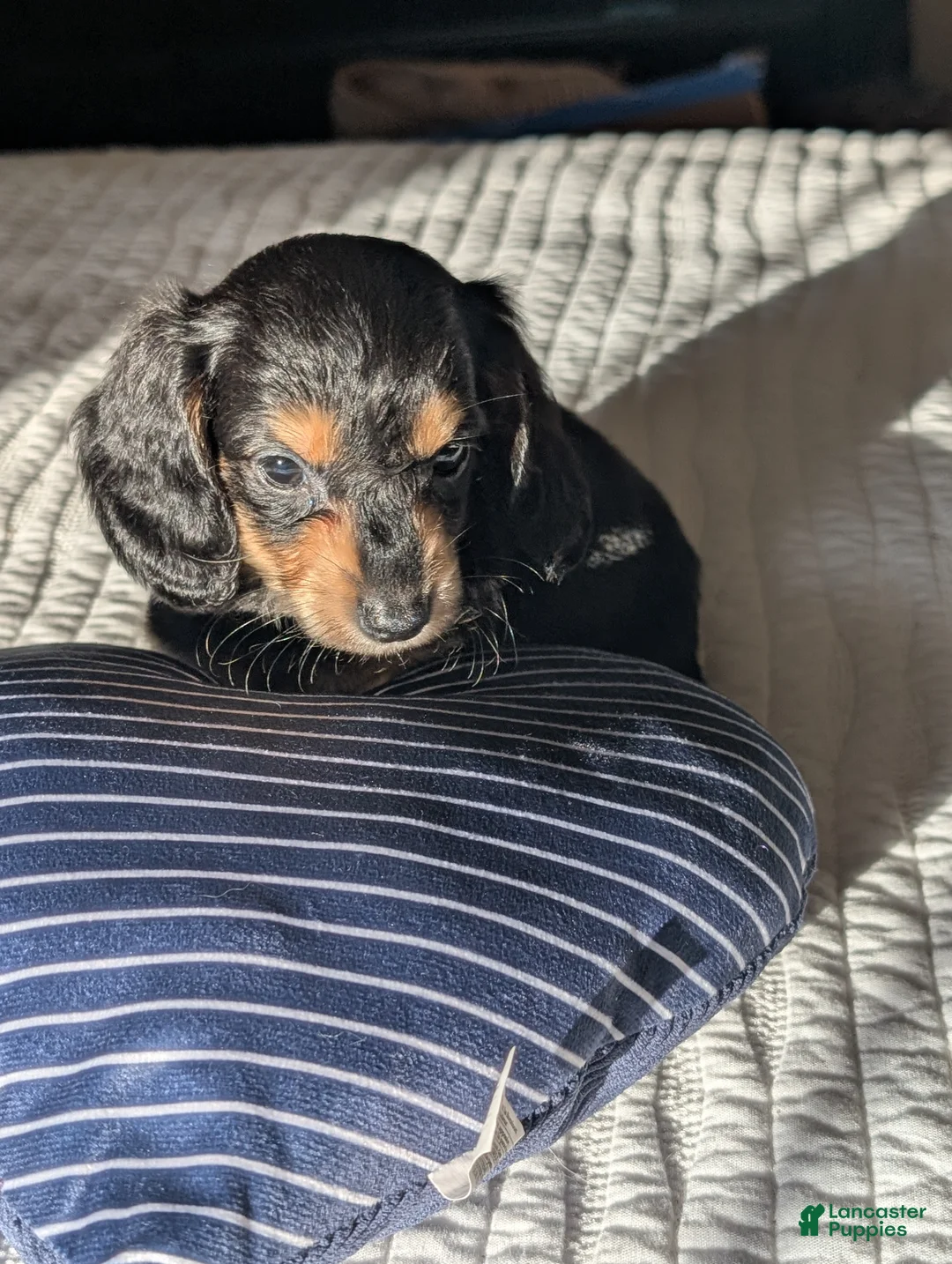 Miniature Dachshund dogs for sale: Blueberry muffin and lightnings litter - Ad 4