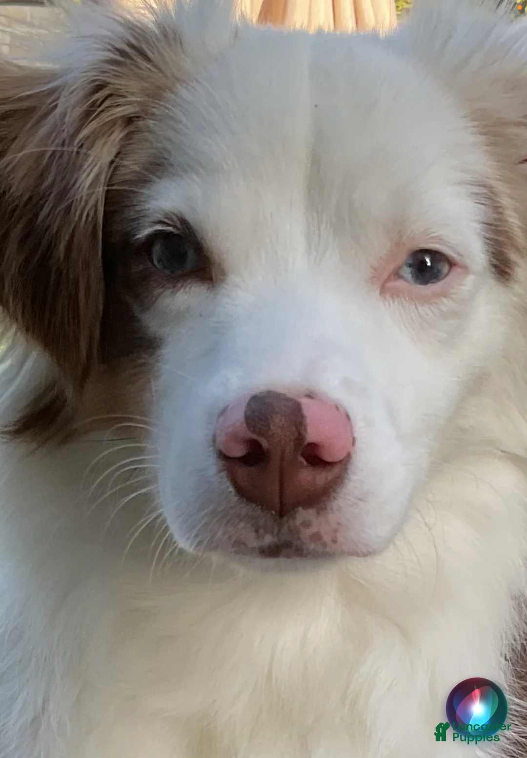 Australian Shepherd dogs for sale: Blue Eyes Red Merle Australian Shepherd  - Ad 2
