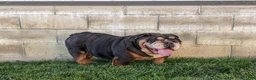 Beabull dogs for sale: Ana - Ad 7