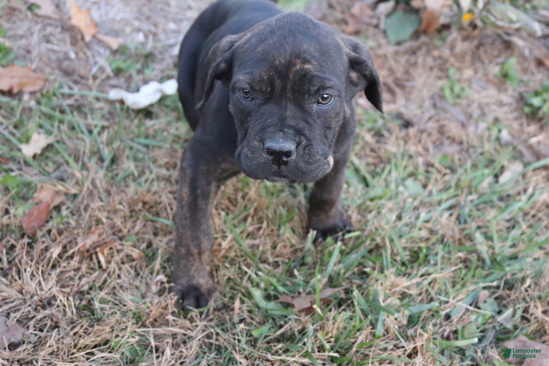 Cane Corso dogs for sale: Brenda - Ad 3