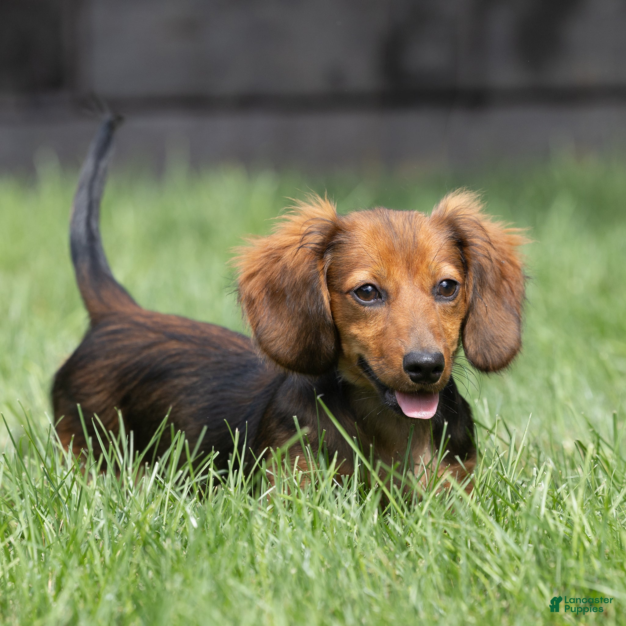 Miniature Dachshund dogs Marie Miniature Dachshund  - Ad 1