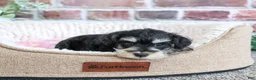 Miniature Schnauzer dogs for sale: Janelle - Ad 9