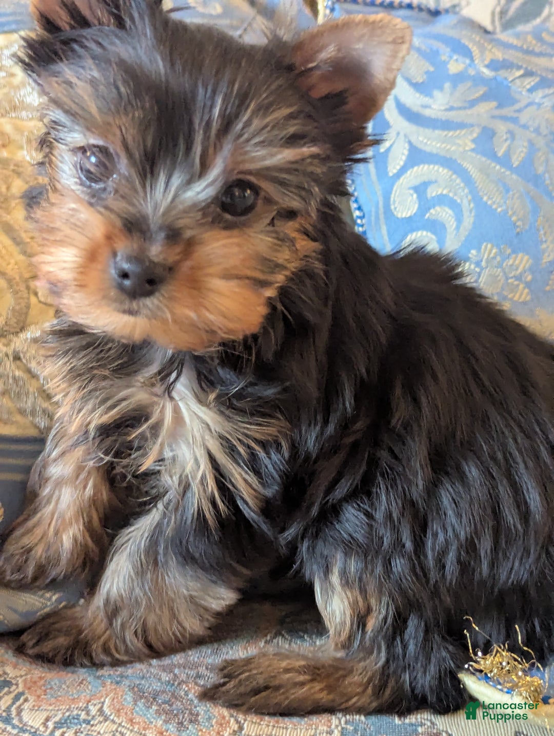 Yorkshire Terrier dogs for sale: Scarlet - Ad 4
