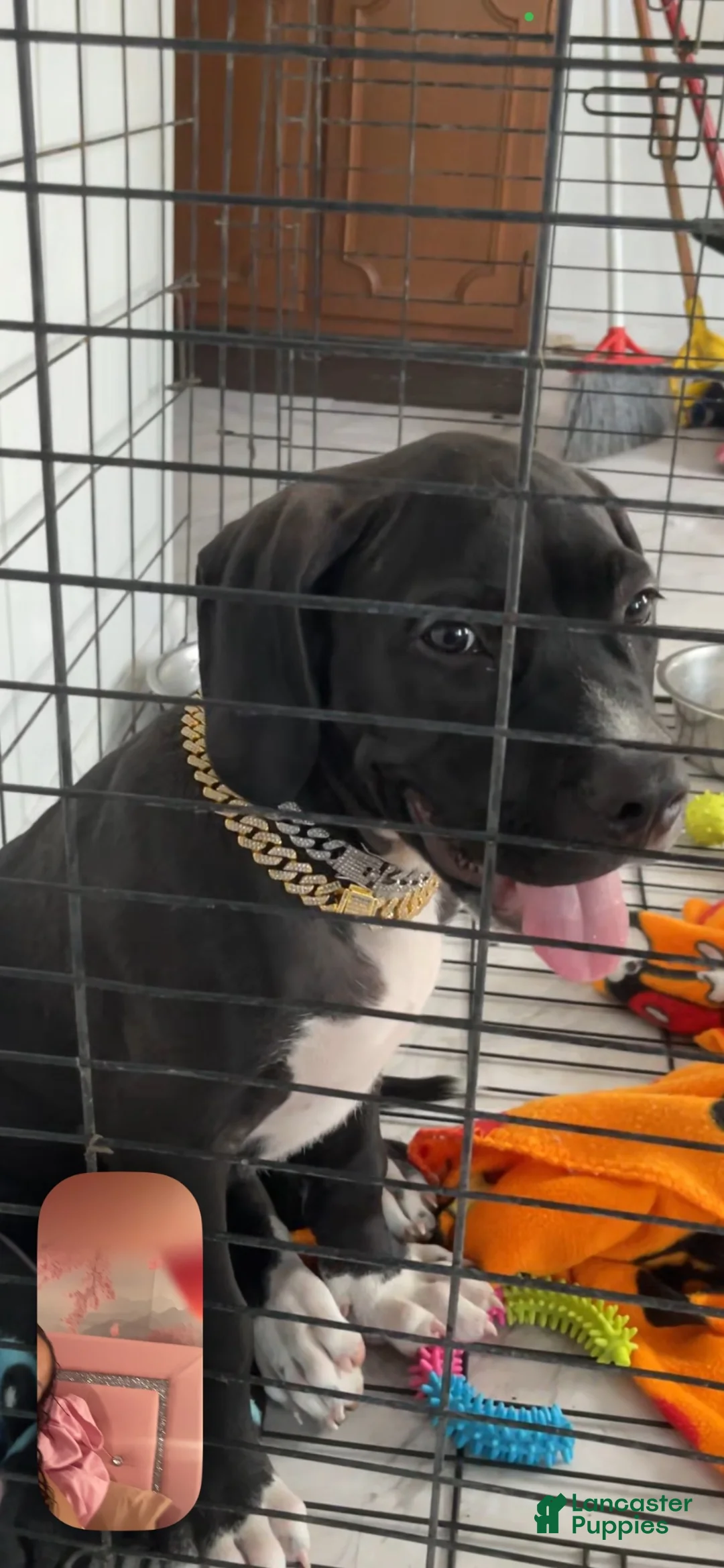 Cane Corso dogs for sale: Cane Corso 1 - Ad 2