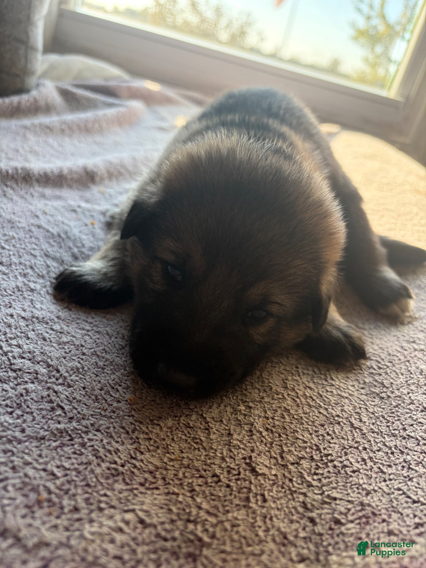 German Shepherd dogs German Shepherd 1 - Ad 2