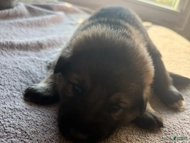 German Shepherd dogs German Shepherd 1 - Ad 2