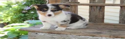 Mixed Breed dogs for sale: Mabel - Ad 4