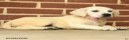 Labrador Retriever dogs for sale: Beth - Ad 3