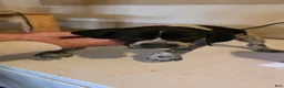 German Shorthaired Pointer dogs for sale: German Shorthaired Pointer Puppy 2 - Ad 2