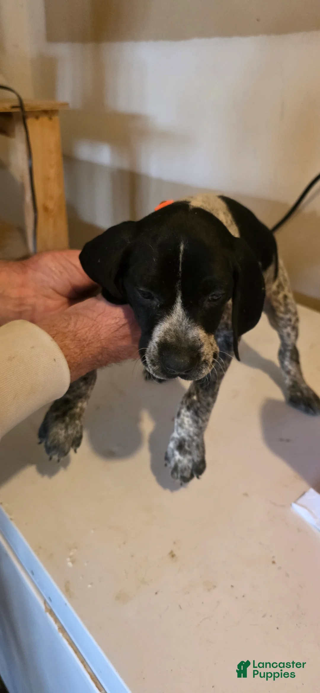German Shorthaired Pointer dogs for sale: German Shorthaired Pointer Puppy 2 - Ad 2