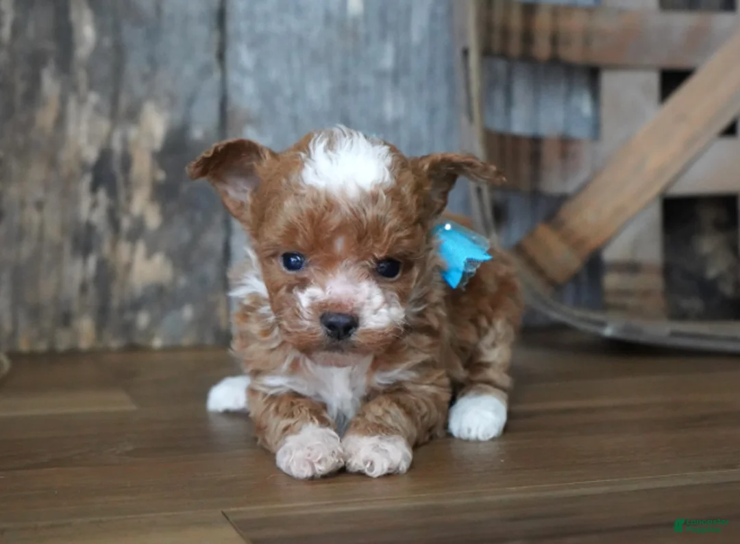 Maltipoo dogs for sale: Duffy - Ad 4