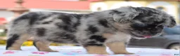 Mixed Breed dogs for sale: Ruby blue eyes merle - Ad 10