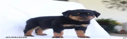 Rottweiler dogs for sale: Kinza - Ad 1