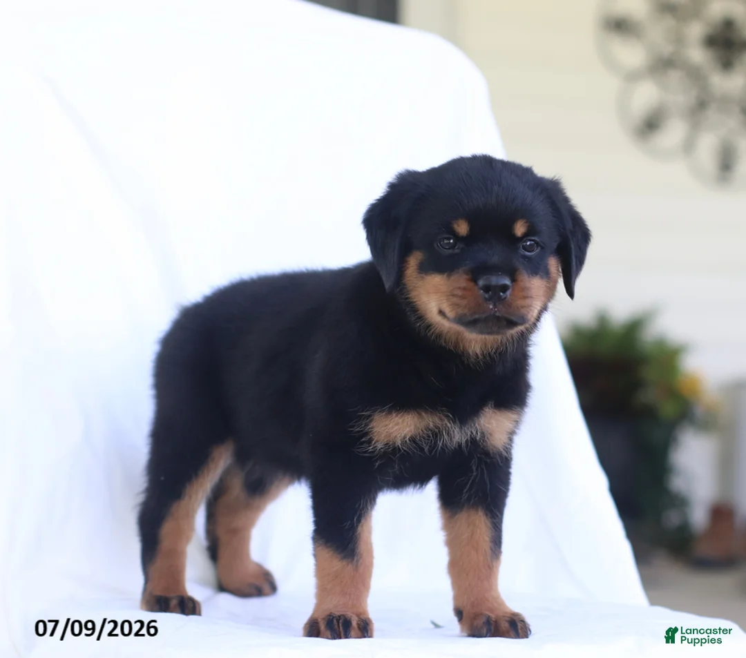 Rottweiler dogs for sale: Kinza - Ad 1