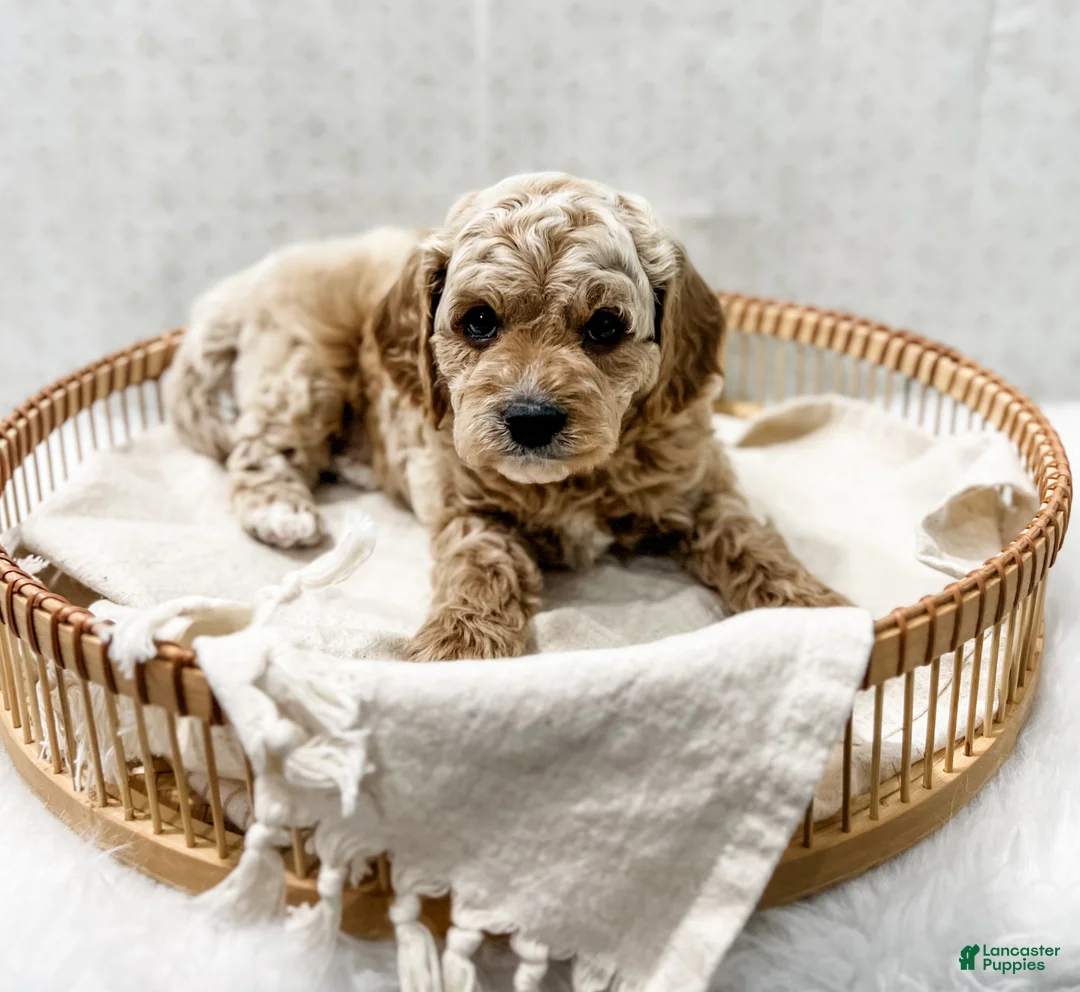 Cavapoo dogs for sale: Remi - Ad 2