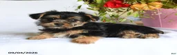 Morkie dogs for sale: Margo - Ad 4