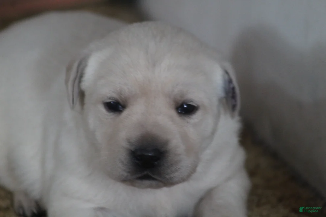 Labrador Retriever dogs for sale: Labrador Retriever Puppy 1 - Ad 10