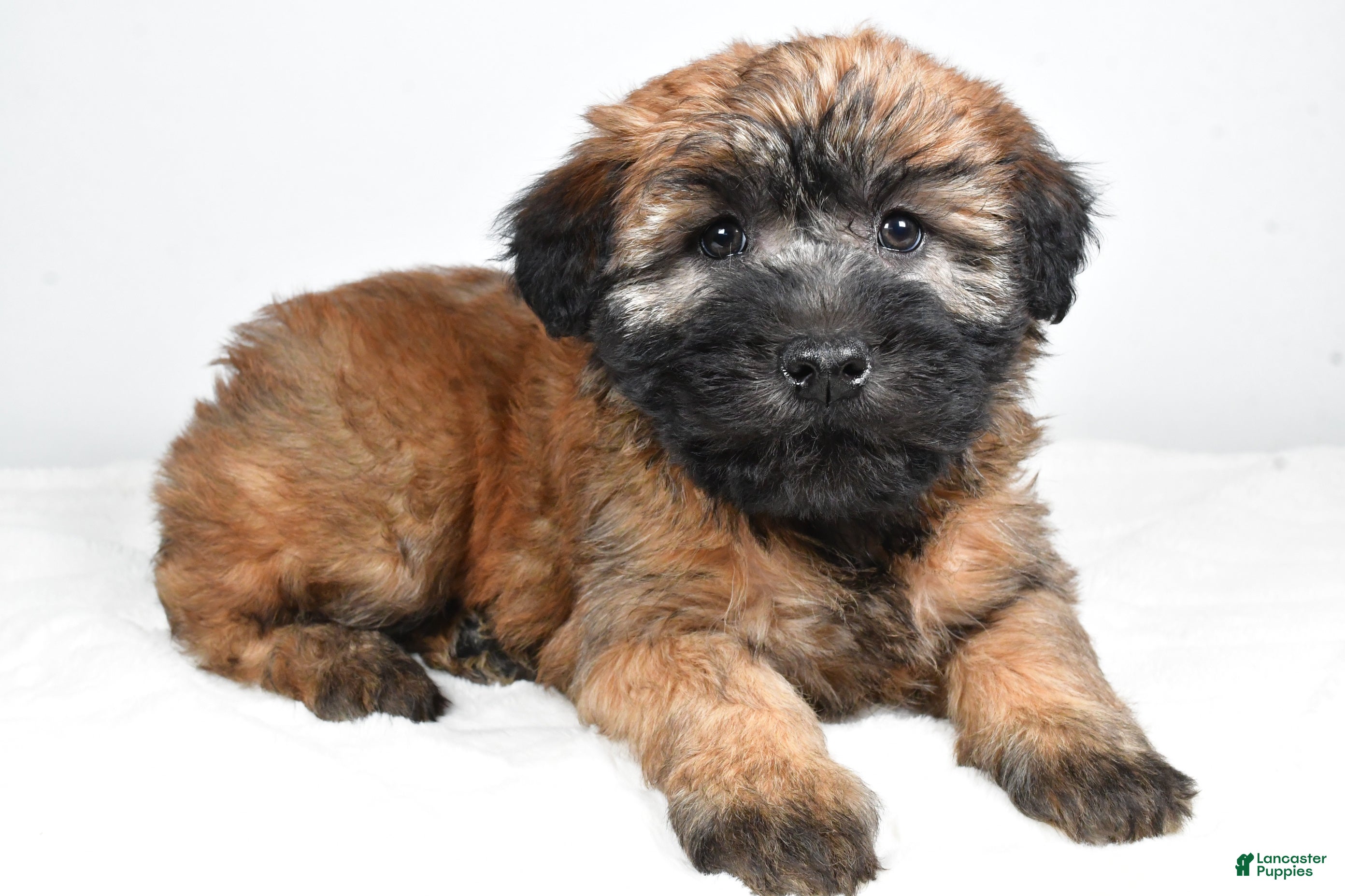 Soft Coated Wheaten Terrier dogs Mia - Ad 2