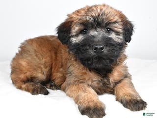 Soft Coated Wheaten Terrier dogs Mia - Ad 2