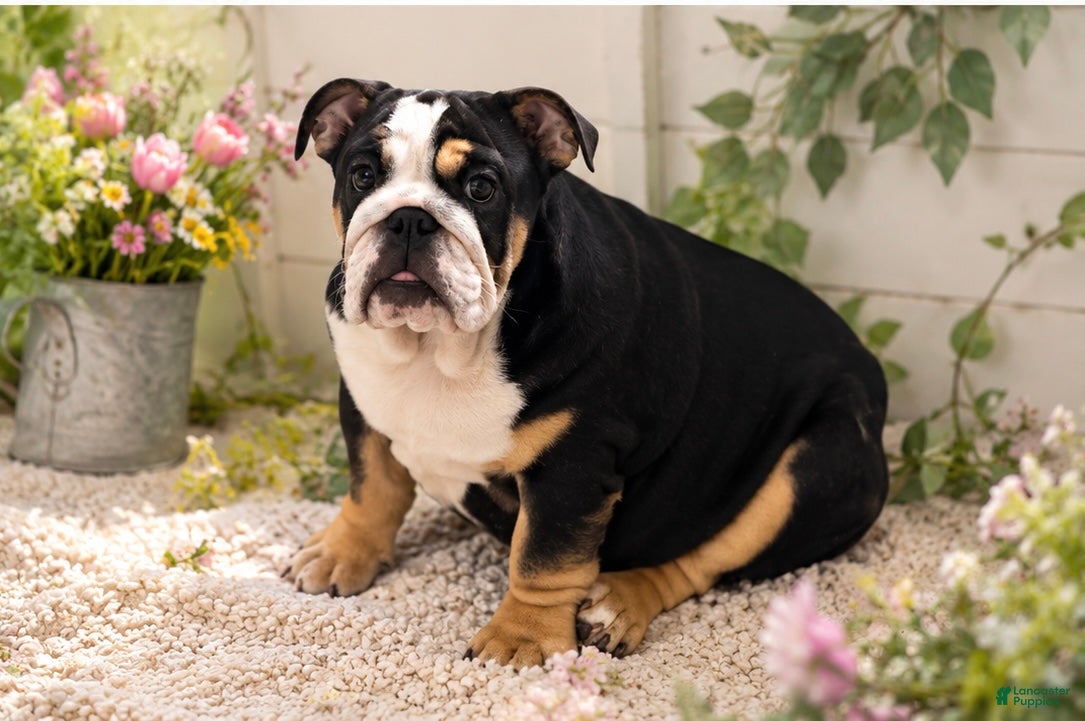 English Bulldog dogs Dove - Ad 5