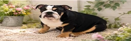 English Bulldog dogs for sale: Dove - Ad 1