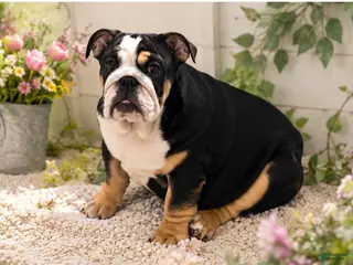 English Bulldog dogs Dove - Ad 5