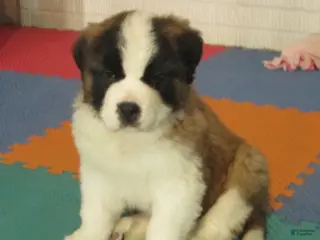 Saint Bernard dogs LACY - Ad 18