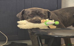 Cane Corso dogs for stud: Bubba - Image 6