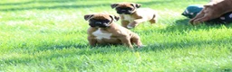 Boxer dogs for sale: Hudson - Ad 4