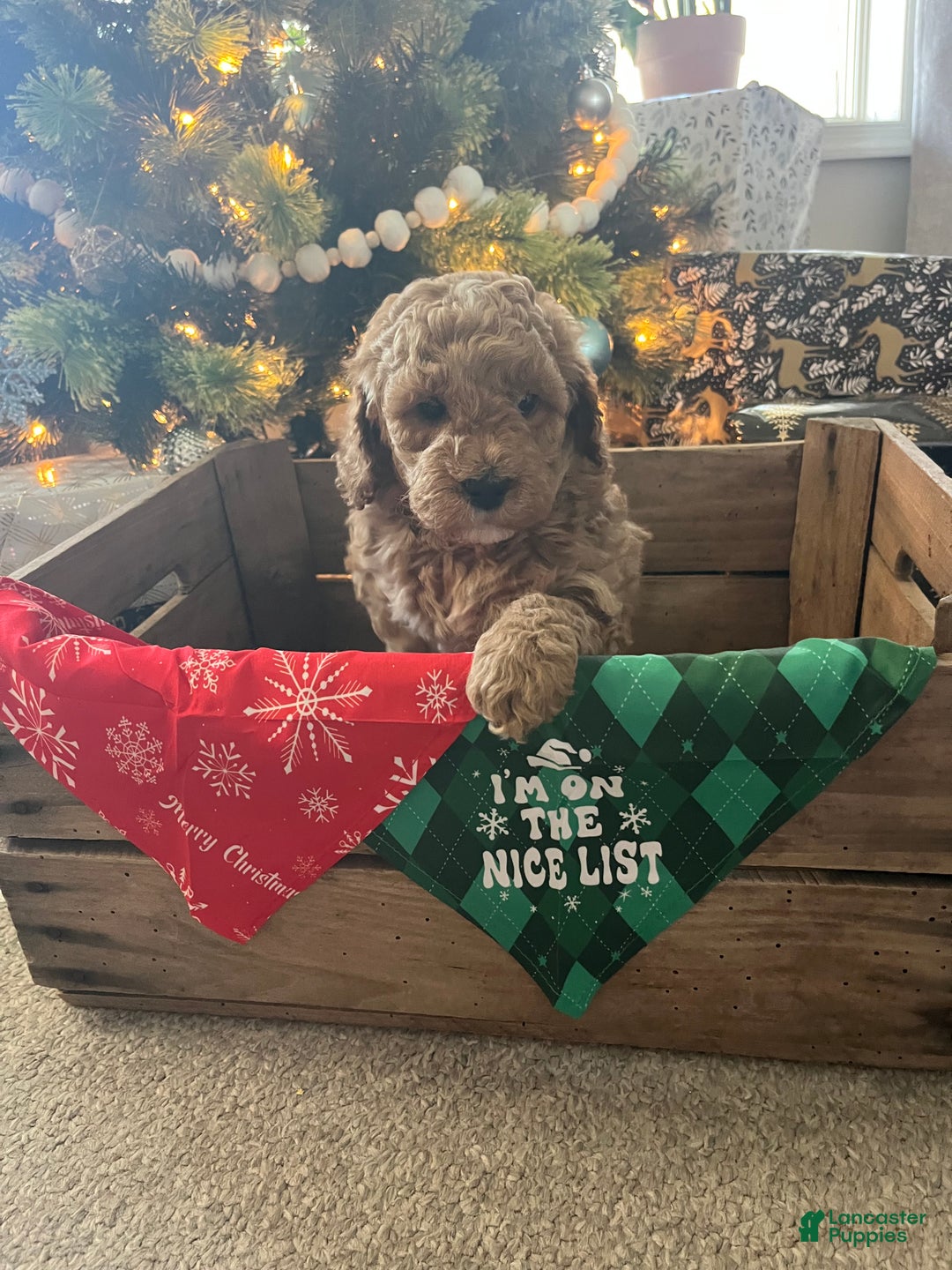 Mini Goldendoodle dogs for sale: Mini Goldendoodle Puppy 3 - Ad 3