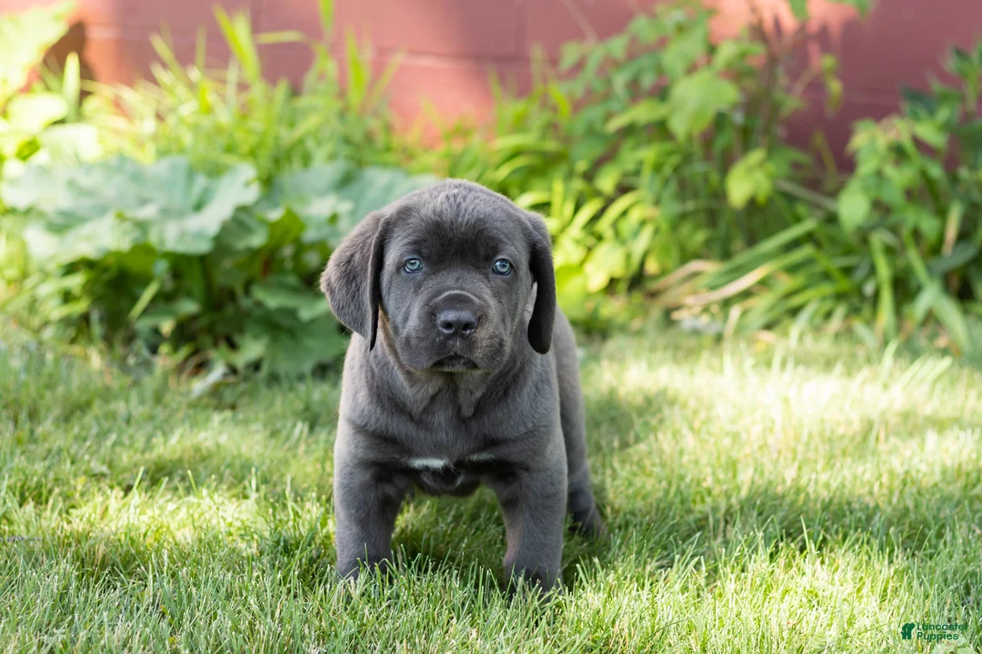 Cane Corso dogs for sale: Millie  - Ad 2